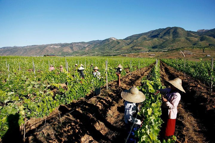 Wine Testing Tour in Taunggyi, Myanmar