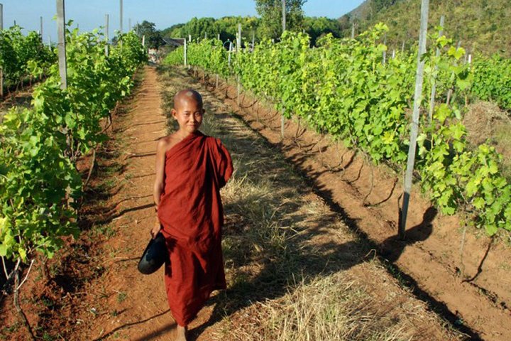 Wine Testing Tour in Taunggyi, Myanmar
