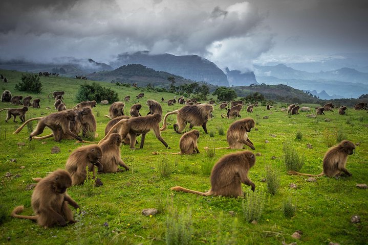 Day trek to Simien Mountain
