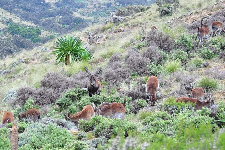 Day trek to Simien Mountain
