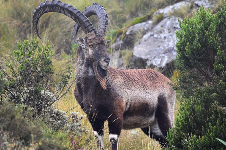Day trek to Simien Mountain