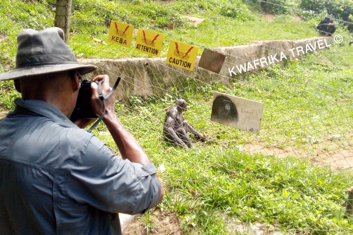 4 days Zongo falls, Bonobos and Kinshasa city experience