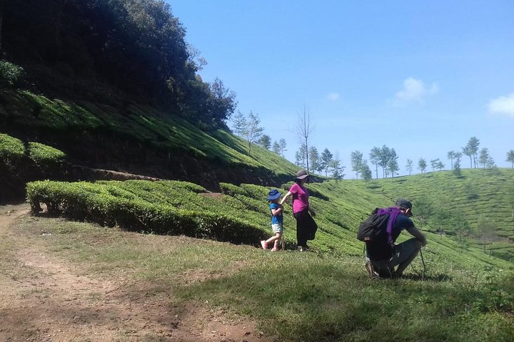 Tea planation walking In Munnar- (by Munnar Info)