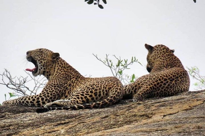 Wilpattu National Park 4-Hours Safari | with Naturalist