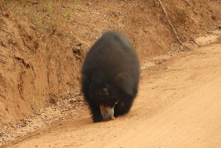 Wilpattu National Park 4-Hours Safari | with Naturalist