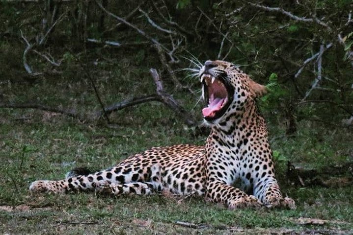 Wilpattu National Park 4-Hours Safari | with Naturalist