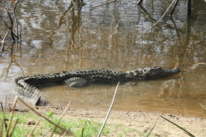 Wilpattu National Park 4-Hours Safari | with Naturalist