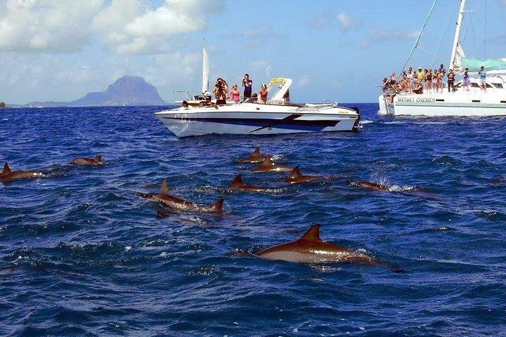 Dolphin Encounters, Ile aux Benitier & Crystal rock: Full-Day (Lunch & Transfer)