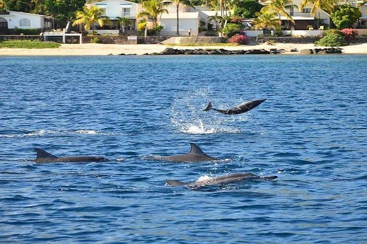 Dolphin Encounters, Ile aux Benitier & Crystal rock: Full-Day (Lunch & Transfer)