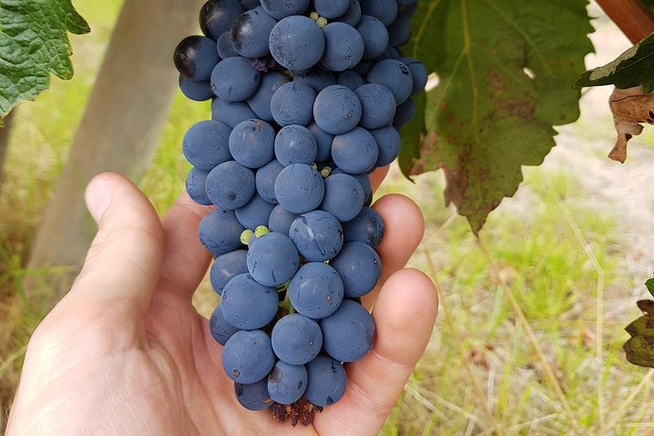 Hidden Gems of Margaret River: Wine, Italian Lunch & Emu Feeding