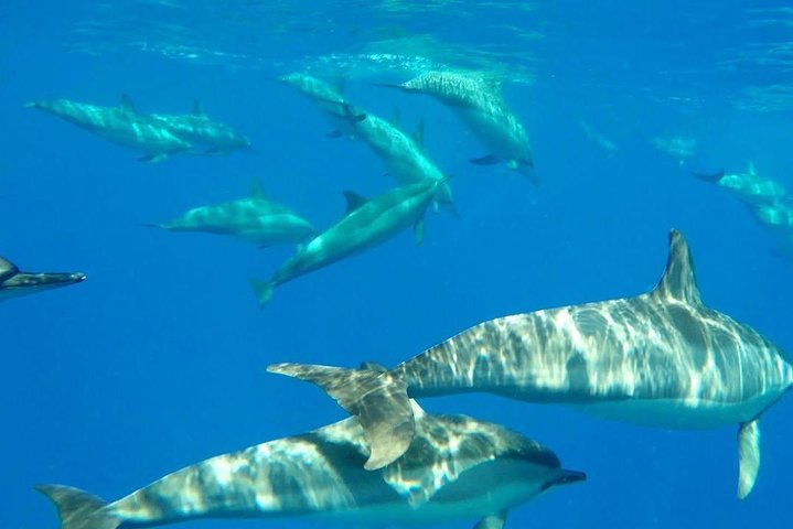 Dolphin Encounters, Ile aux Benitier & Crystal rock: Full-Day (Lunch & Transfer)