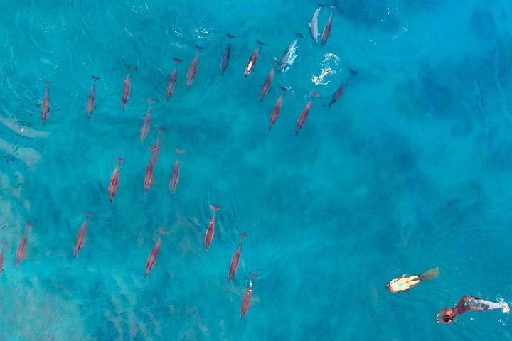 Dolphin Encounters, Ile aux Benitier & Crystal rock: Full-Day (Lunch & Transfer)