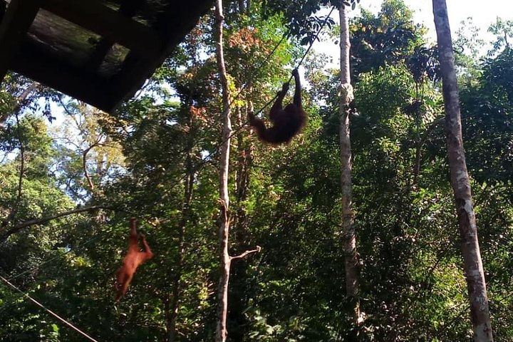 Semenggoh Orangutan Centre from Kuching