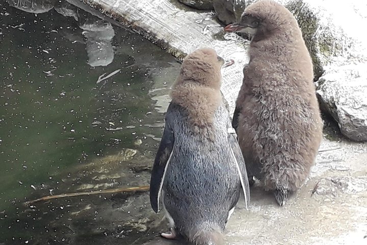 Dunedin City Highlights, Otago Peninsula Scenery & a Guided Penguin Reserve Tour