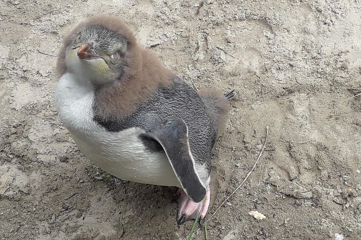 Dunedin City Highlights, Otago Peninsula Scenery & a Guided Penguin Reserve Tour