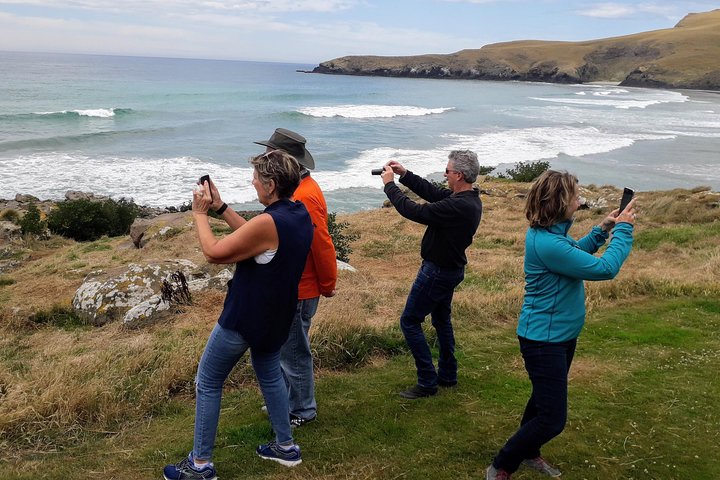 Dunedin City Highlights, Otago Peninsula Scenery & a Guided Penguin Reserve Tour