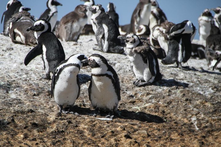 Half Day Boulders Penguins and Cape Point Small Group Tour