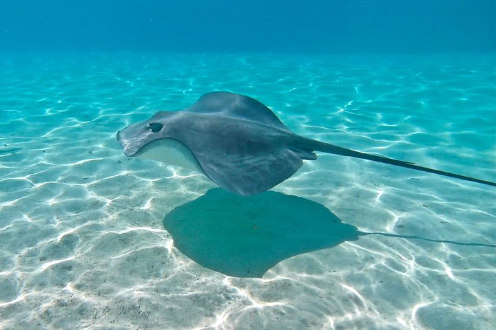Half Day Tour : Moorea Snorkeling & Sailing on a Catamaran named Taboo