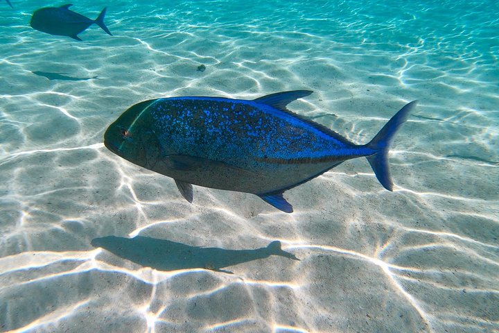 Half Day Tour : Moorea Snorkeling & Sailing on a Catamaran named Taboo