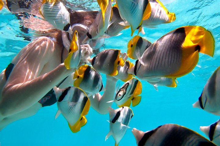 Half Day Tour : Moorea Snorkeling & Sailing on a Catamaran named Taboo