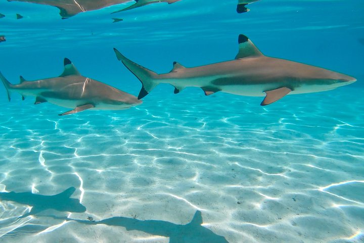 PRIVATE Half Day Tour : Moorea Snorkeling & Sailing on a Catamaran named Taboo