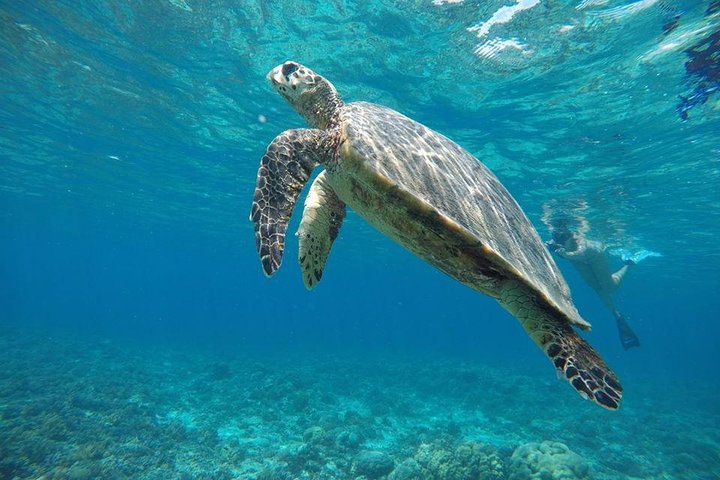 Exclusive Day Trip to Gili Trawangan, Meno & Air: Depart Lombok