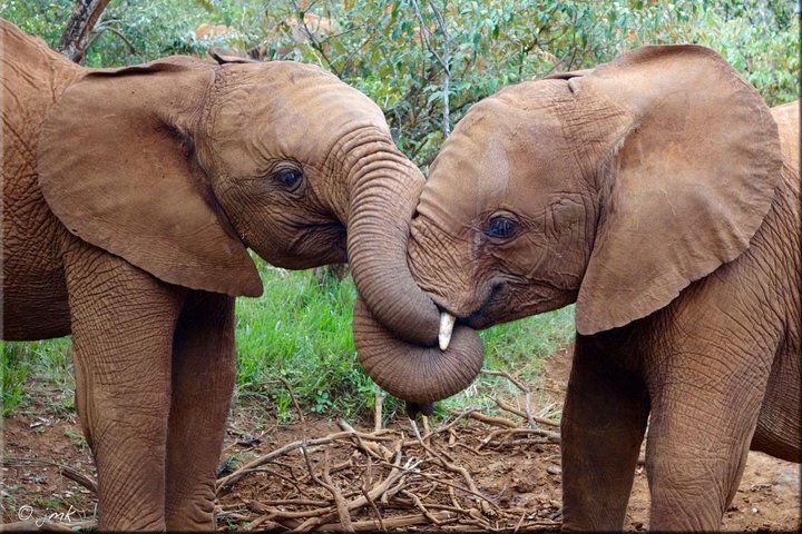Half Day Giraffe Center,Baby Elephant&Karen Blixxen Guided Tour