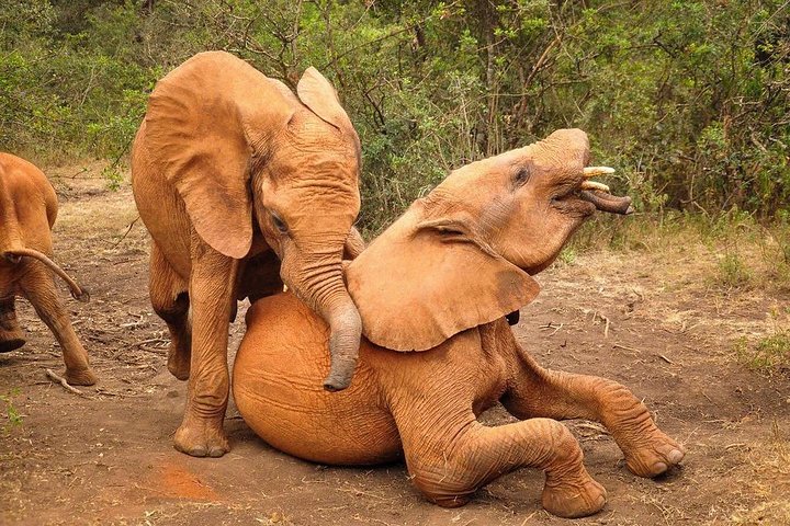 Half Day Giraffe Center,Baby Elephant&Karen Blixxen Guided Tour