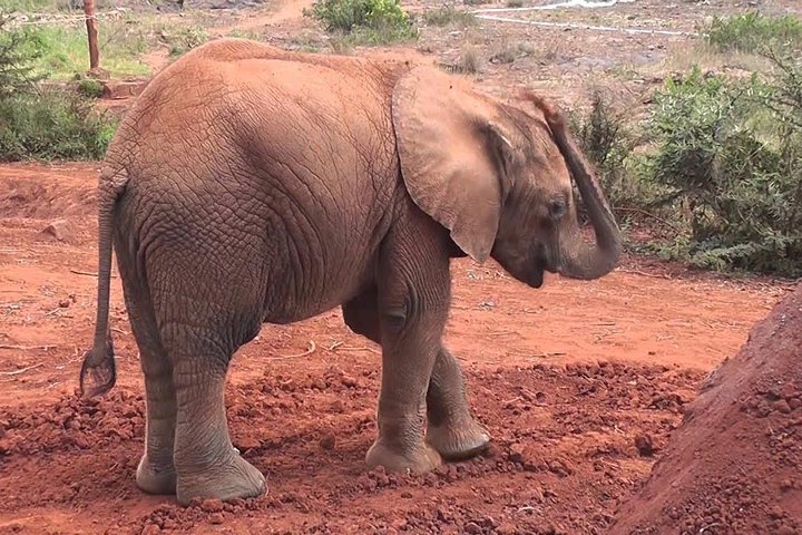 Half Day Giraffe Center,Baby Elephant&Karen Blixxen Guided Tour