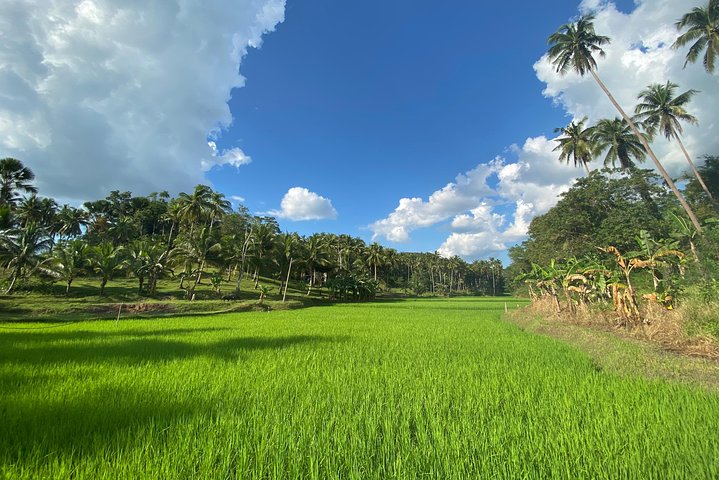 Bohol Chocolate hills and Waterfalls Ecotour