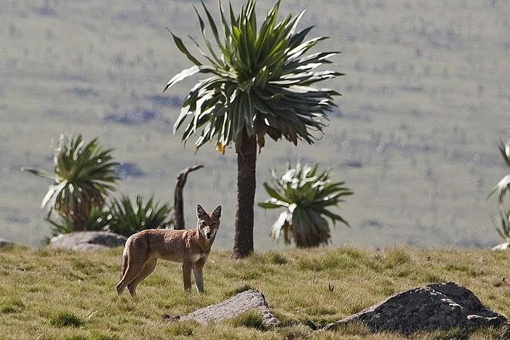 2 Days Simien Mountains Trekking