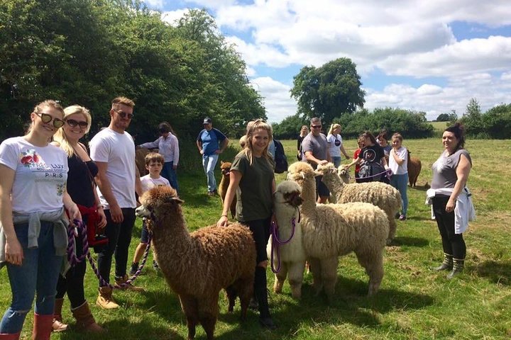 2-Hour Alpaca Farm Experience in Kenilworth