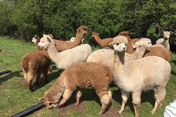 2-Hour Alpaca Farm Experience in Kenilworth