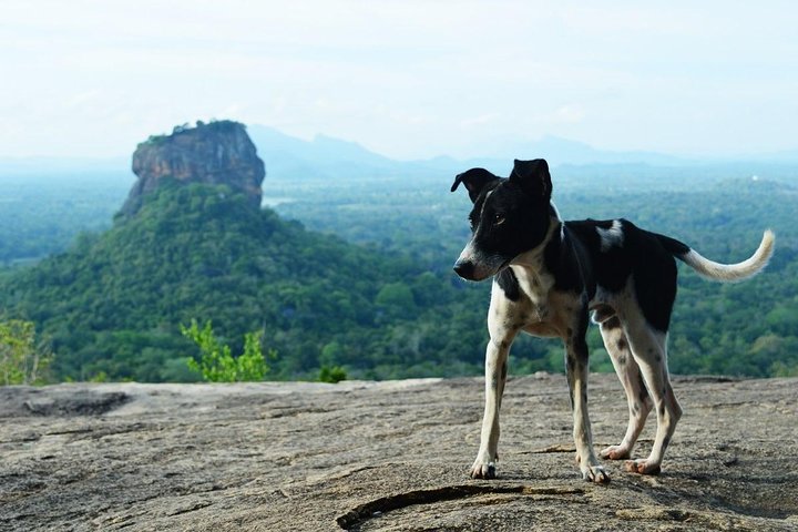 Sigiriya Rock Fortress and Dambulla All Inclusive Tour From Kandy