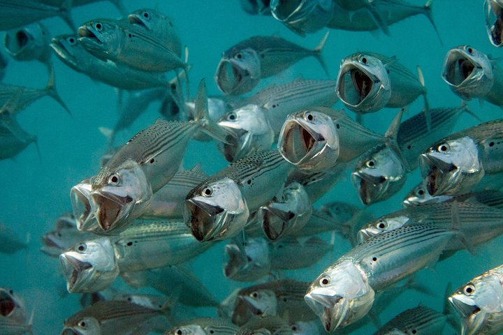 Menjangan island for Certified Scuba Divers full day boat trip, 2 dives + lunch