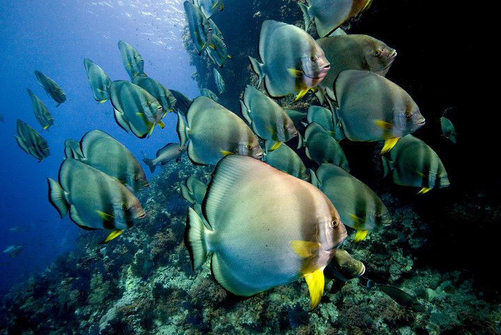 Menjangan island for Certified Scuba Divers full day boat trip, 2 dives + lunch