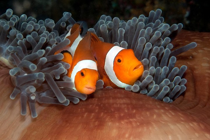 Menjangan island for Certified Scuba Divers full day boat trip, 2 dives + lunch