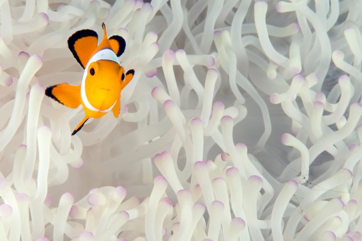 Menjangan island for Certified Scuba Divers full day boat trip, 2 dives + lunch