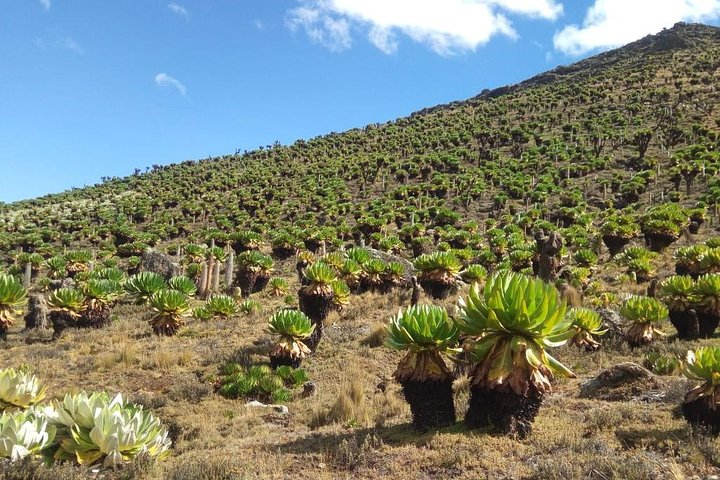 4 Days Mount Kenya Climb – Sirimon Route