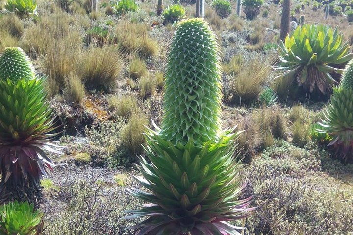 4 Days Mount Kenya Climb – Sirimon Route