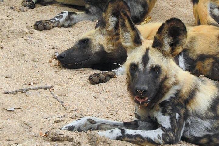 Kruger Safari Tour - Morning Half Day