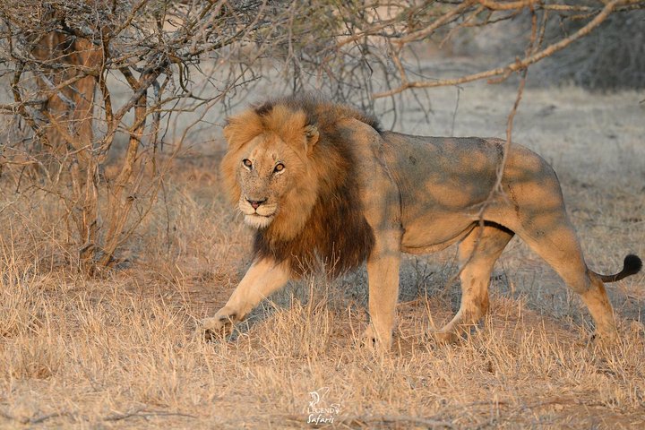 Kruger Safari Tour - Morning Half Day