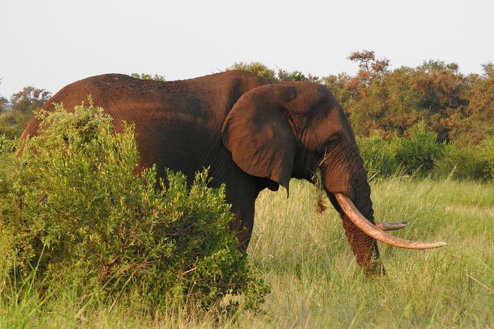 Kruger Safari Tour - Morning Half Day