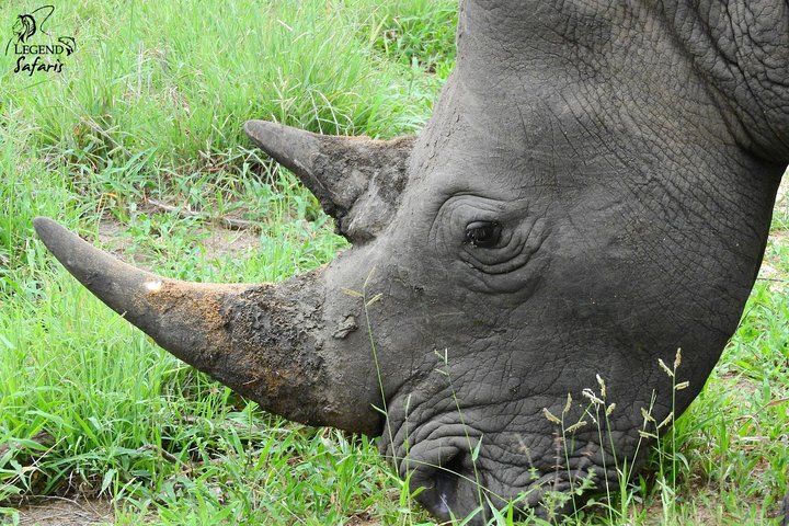 Kruger Safari Tour - Morning Half Day