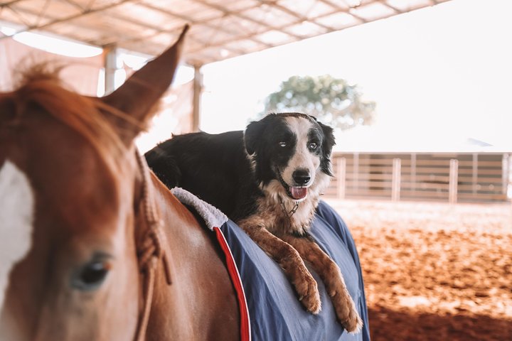 Katherine Outback Experience Show Ticket