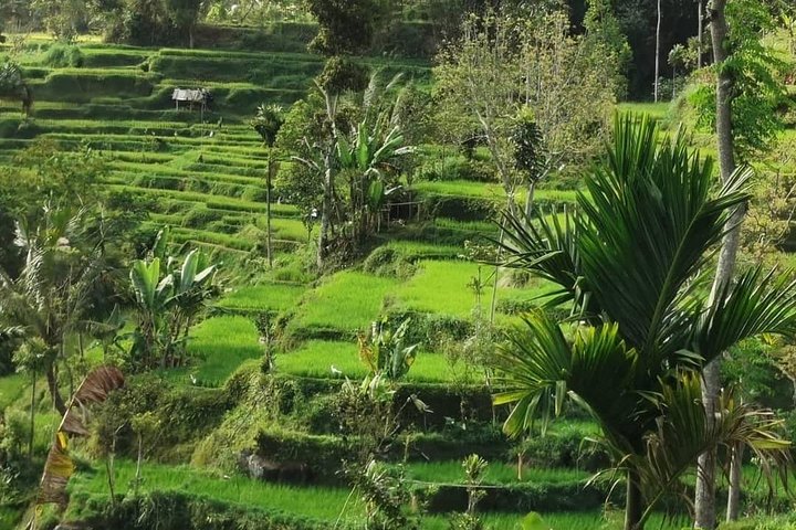 Tetebatu Walking Tour - Rice Terraces, Waterfall & Monkey Forest