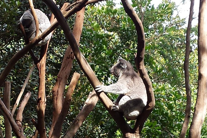 Blue Mountains Day Tour With Bushwalks, Waterfalls & Featherdale