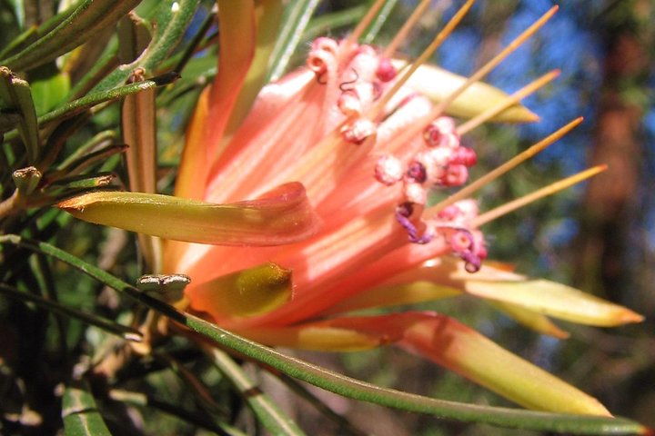 Blue Mountains Day Tour With Bushwalks, Waterfalls & Featherdale