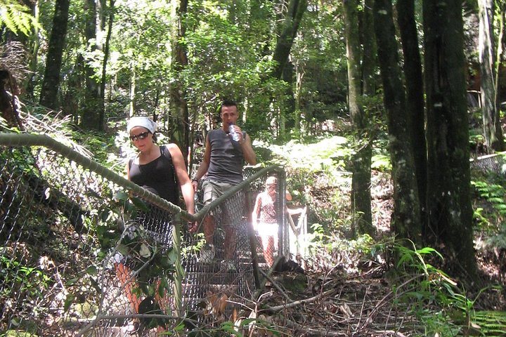 Exclusive Blue Mountains Wildlife and Bushwalk Tour From Sydney