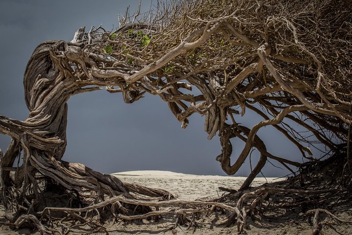 Jericoacoara East Coast Tour